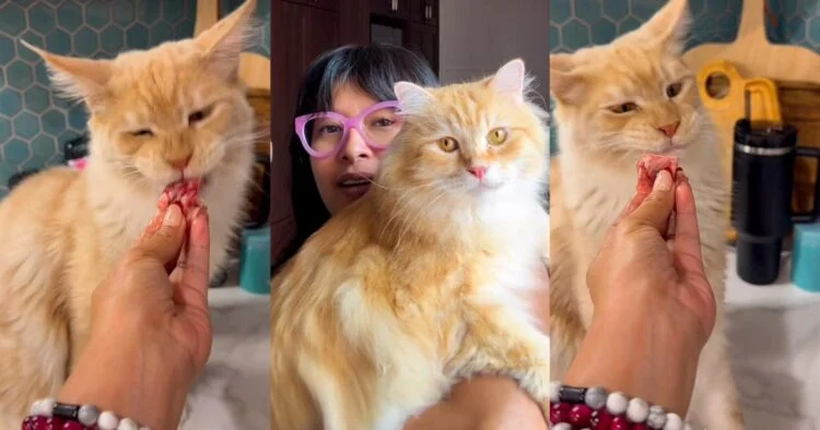 Kucing Nabila Huda Makan Wagyu A5