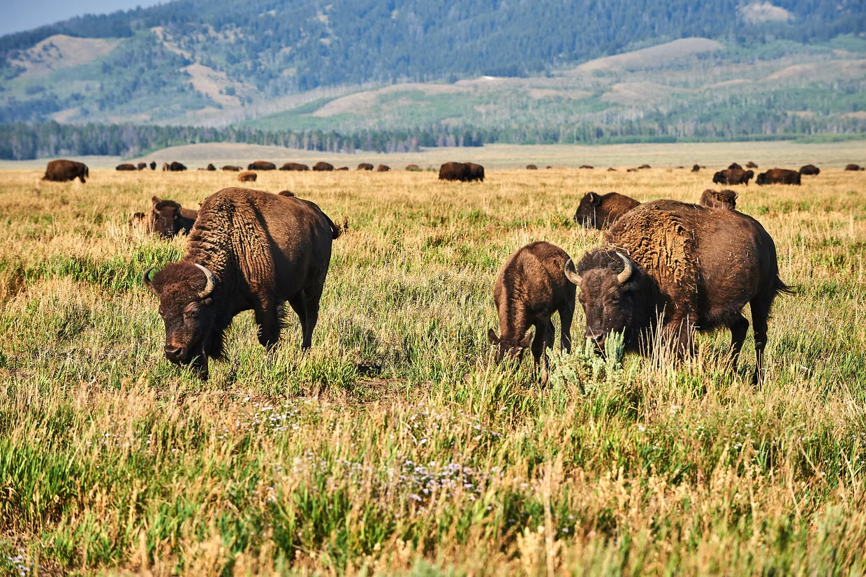 Lelaki ditanduk bison di taman negara