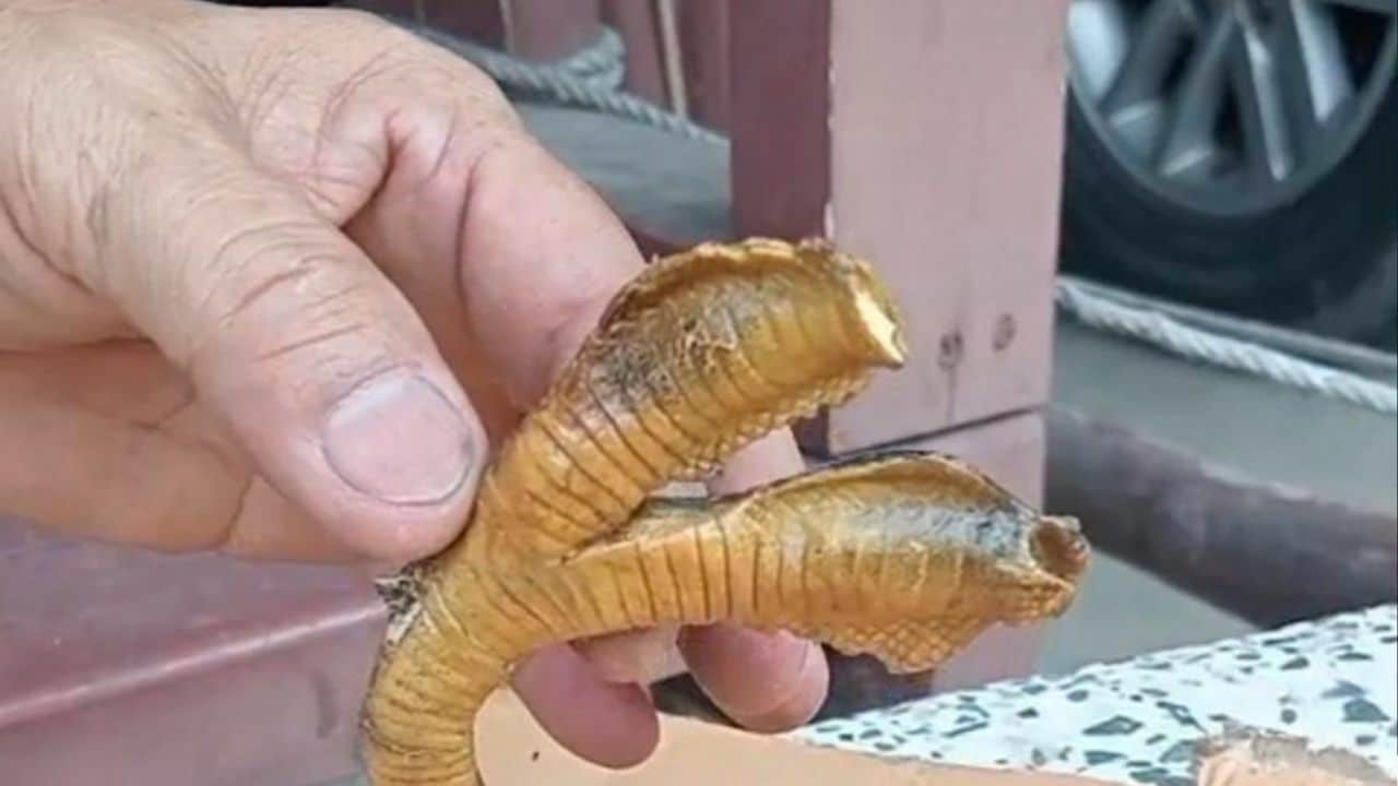 Terkejut jumpa bangkai ular berkepala dua