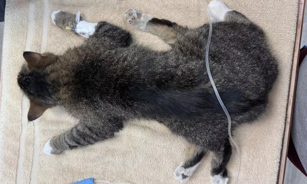 Kucing miliki 6 kaki sukar bergerak