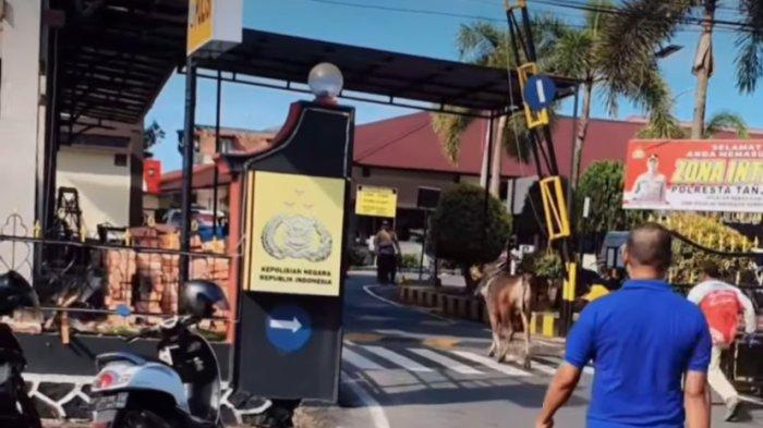 Lembu korban lari sembunyi dalam balai polis