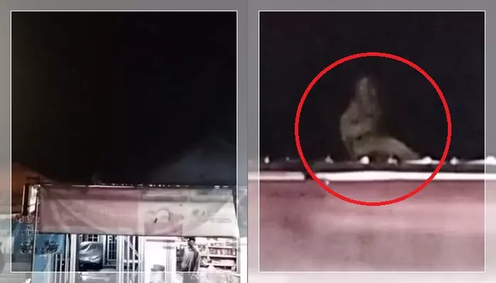 Kucing, kera atau pocong?