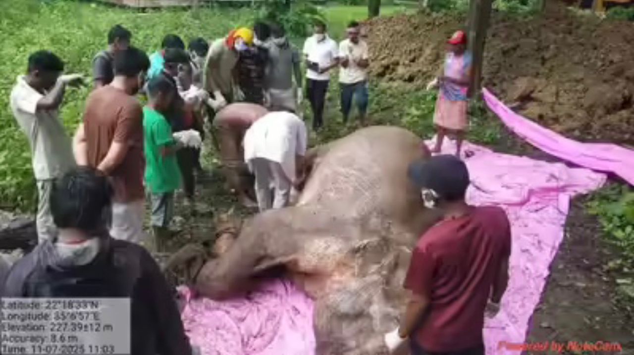 Gajah mati akibat dibom