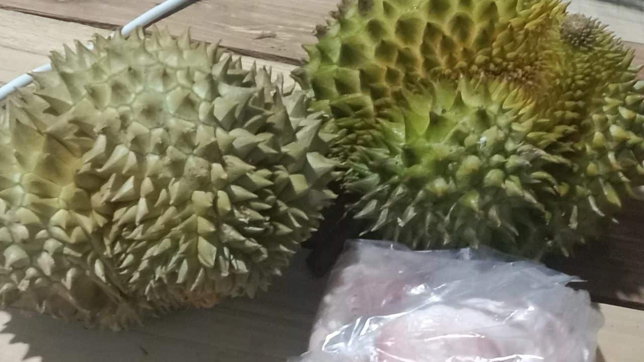 Ibu minta polis tangkap anak tukar durian dengan pil kuda