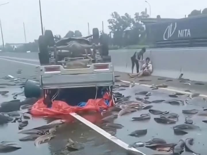 Ikan keli berterabur tengah jalan