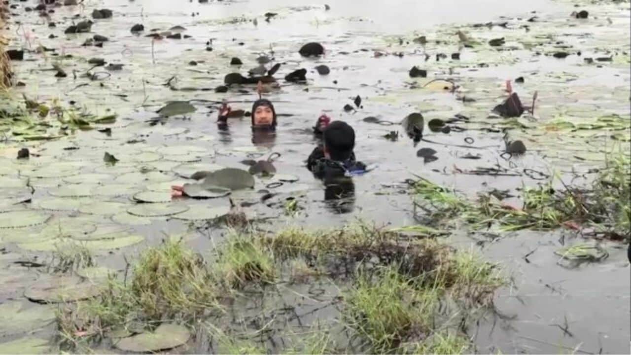Suami ghaib selepas terjun dalam kolam teratai