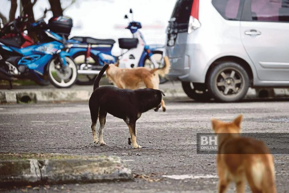 Budak 6 tahun digigit anjing liar, disahkan maut akibat rabies di Sarawak