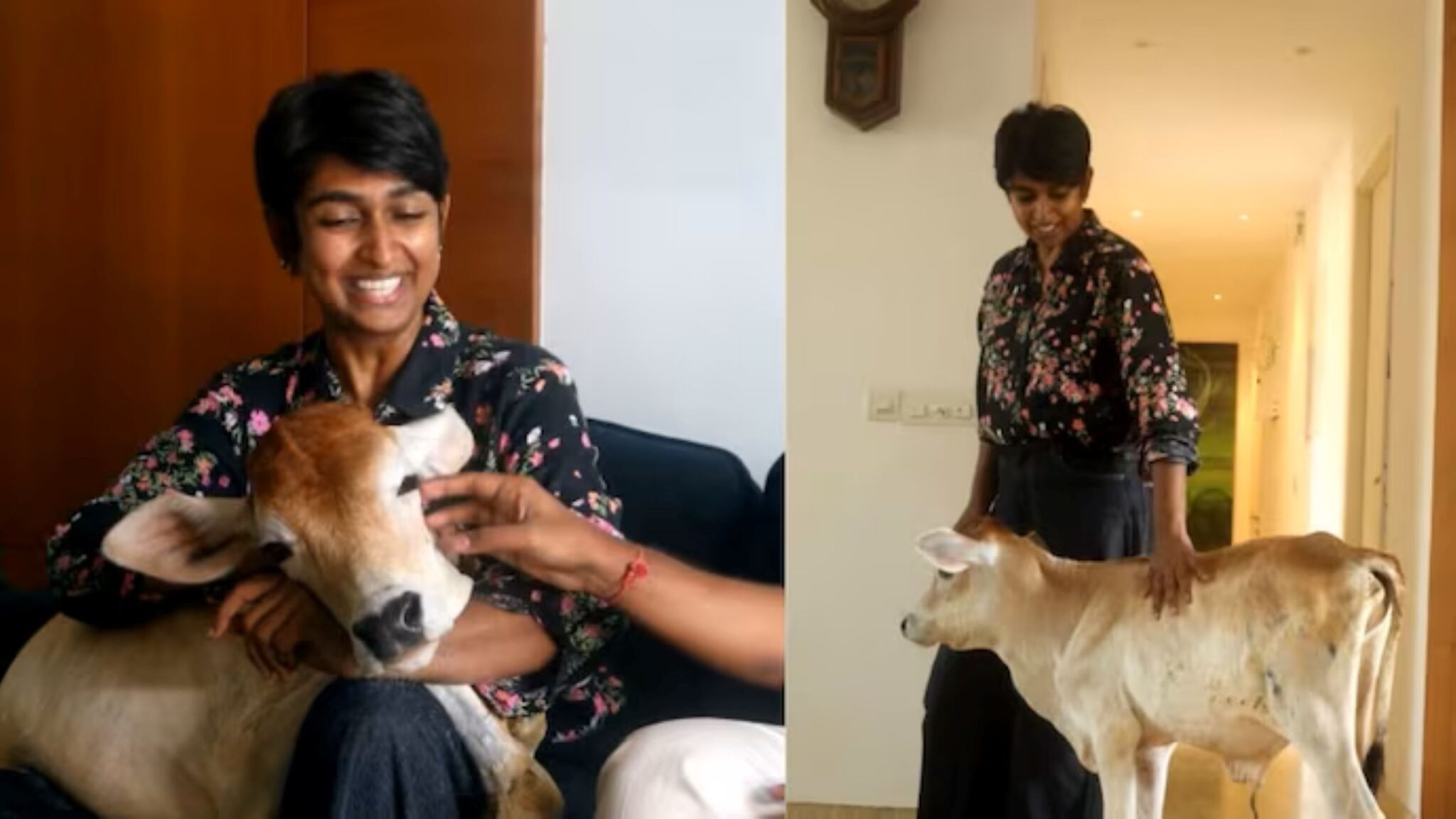 Anak lembu selesa tinggal di apartmen