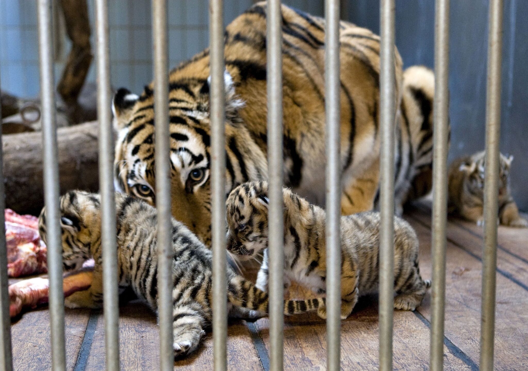 Zoo minta orang ramai beri haiwan peliharaan jadi makanan harimau