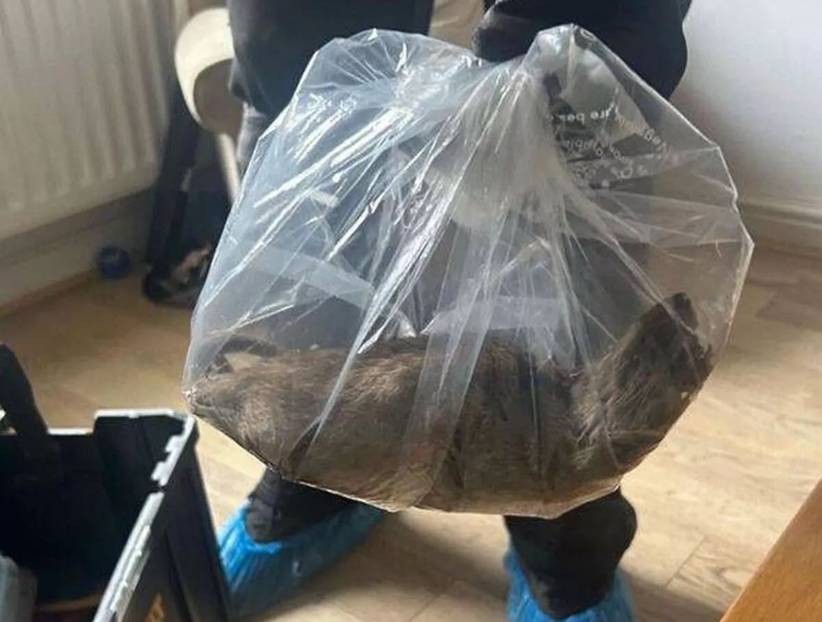 Bandar ‘diserang’ tikus sebesar kucing