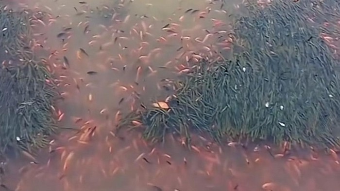 Ratusan bangkai ikan terapung di tasik
