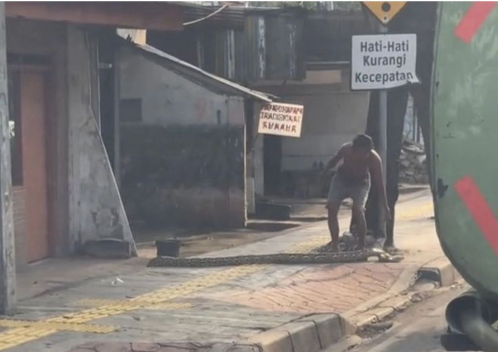 Lelaki sengaja rentang ular sawa di kaki lima