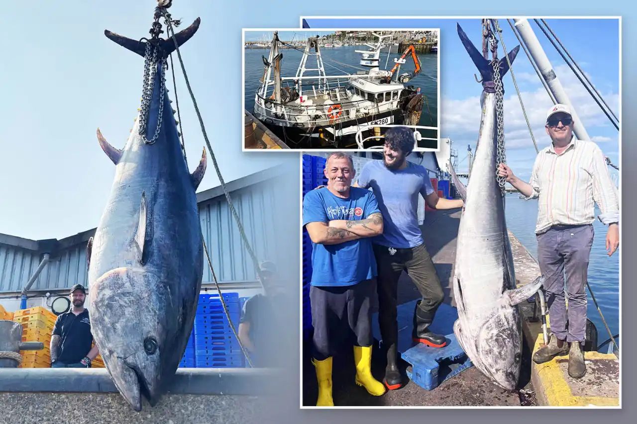 Nelayan ‘jerat’ tuna sirip biru gergasi