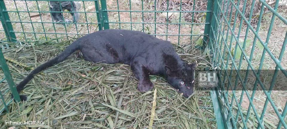 Harimau kumbang masuk perangkap di Sungai Siput