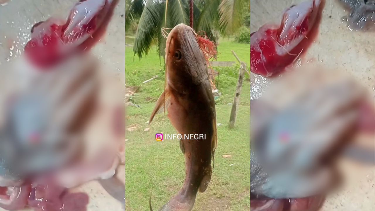 Belah perut ikan jumpa tangan