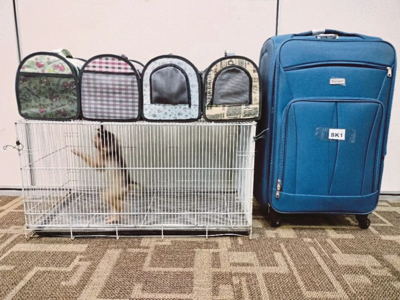 Syndicates using KLIA as key hub for wildlife smuggling