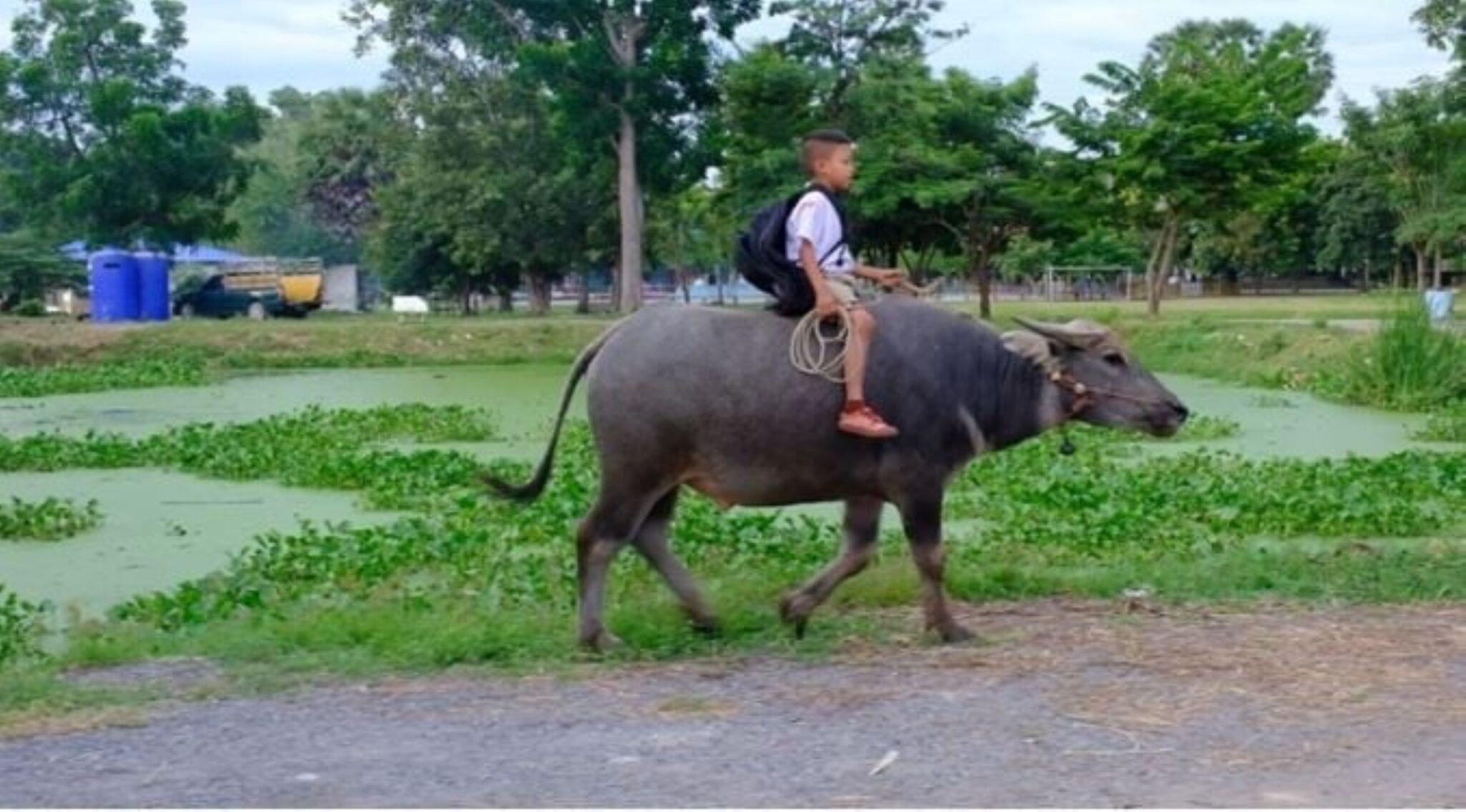 Murid tunggang kerbau ke sekolah