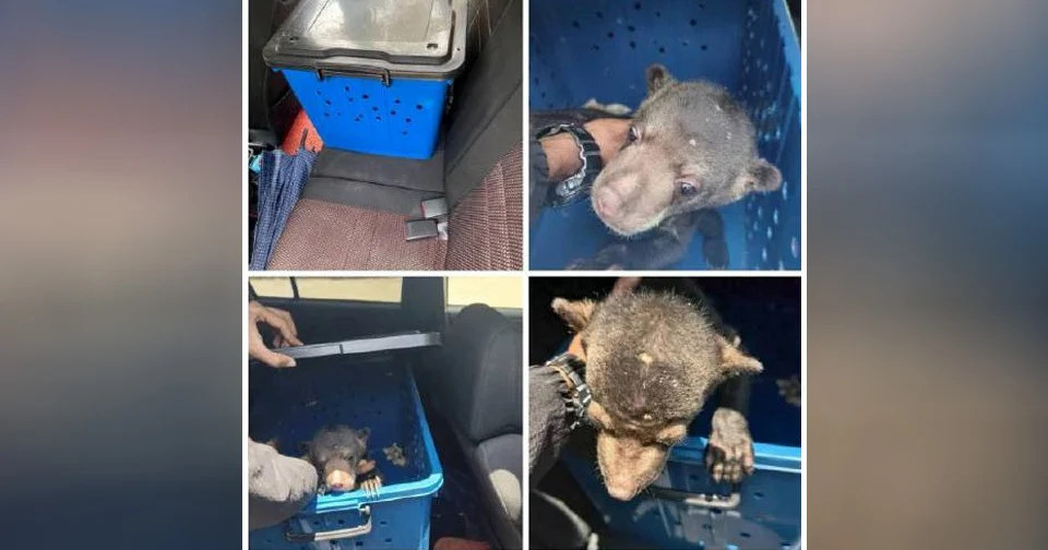 Lelaki ditahan, beruang matahari ditemui dalam kereta