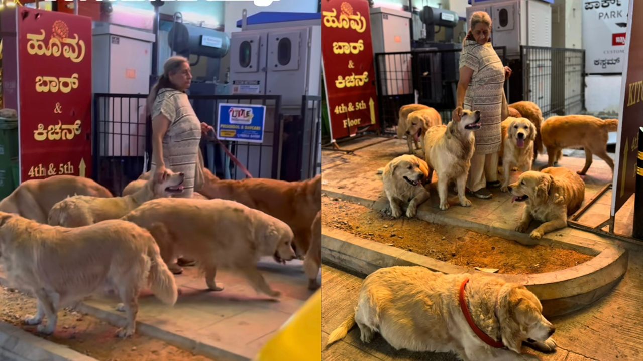 Wanita bawa 28 anjing bersiar-siar