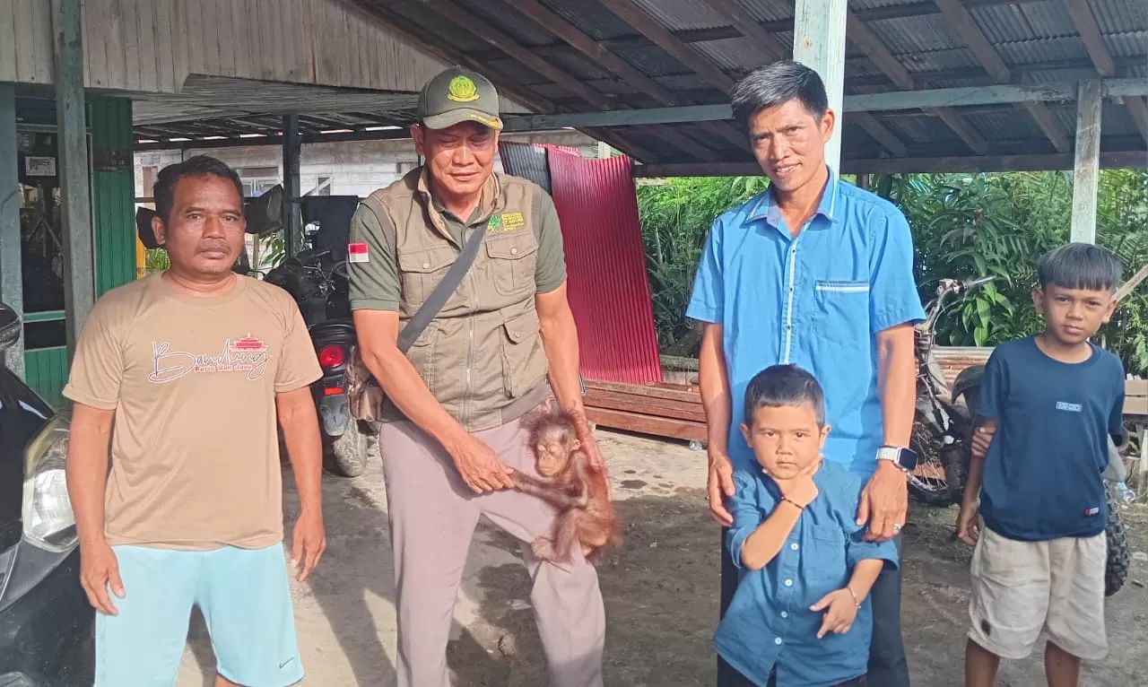 Ketakutan penduduk berakhir, suara merintih di hutan rupanya anak orang utan