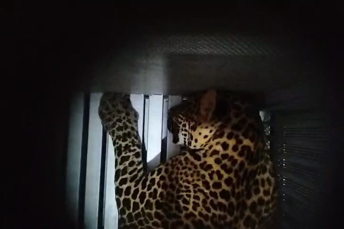 Penduduk ketakutan, harimau bintang lari dari zoo belum ditangkap