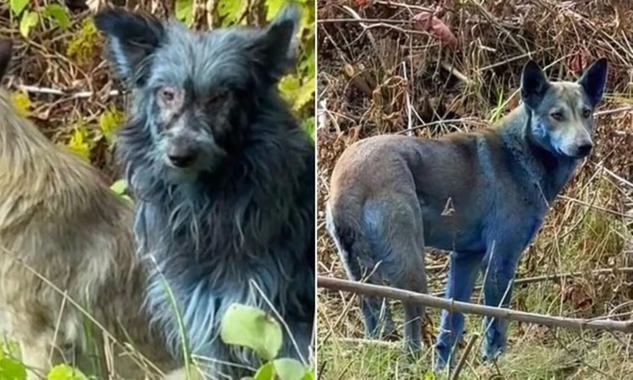 Anjing di tapak nuklear bertukar biru