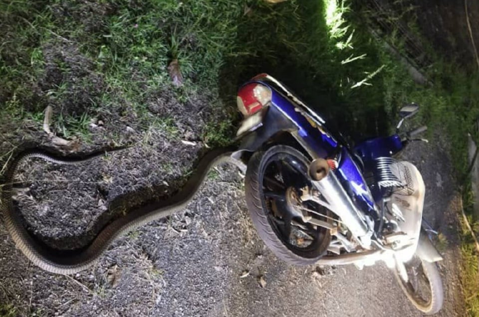 Remaja terjun motosikal elak 'King Cobra'