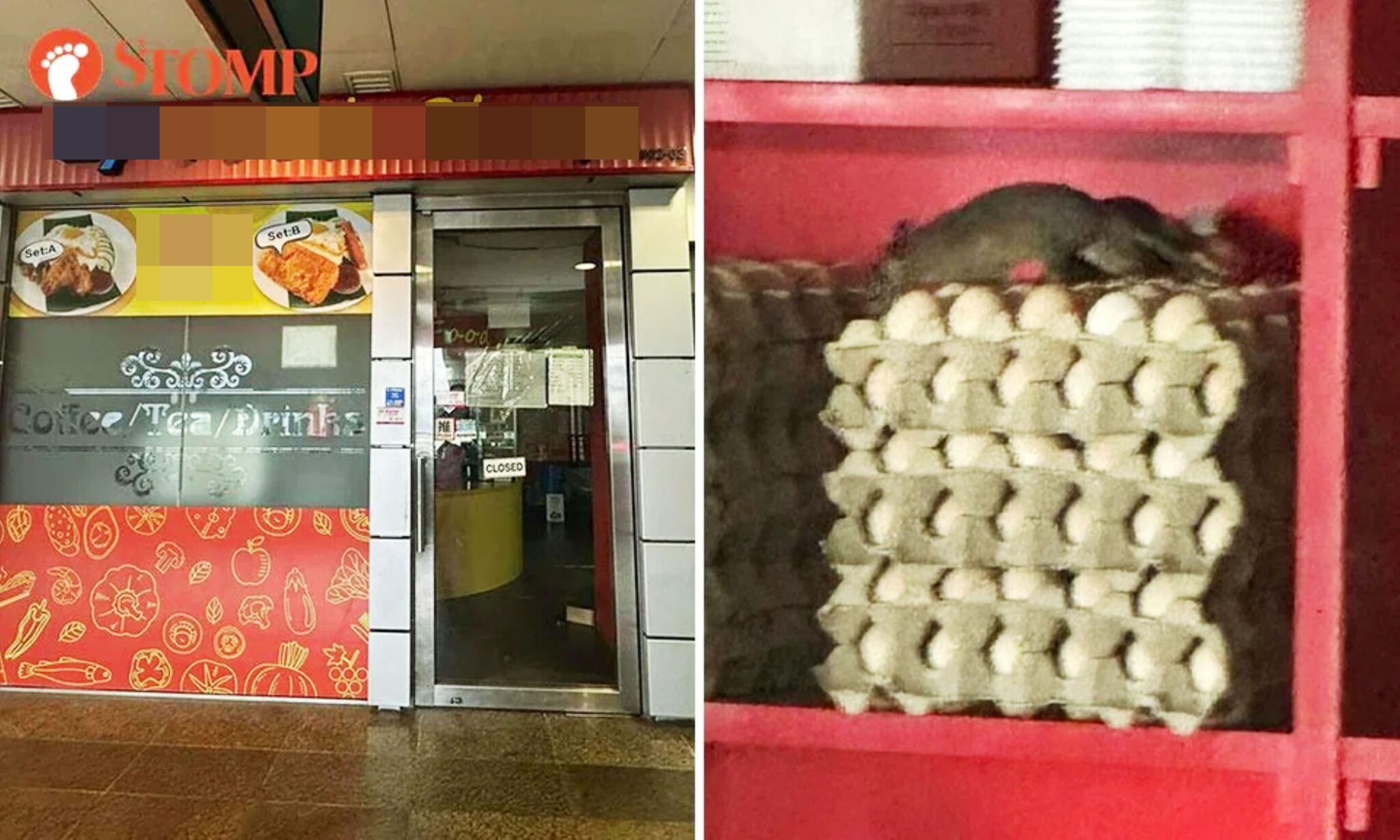 Tikus besar merayap atas bekas telur