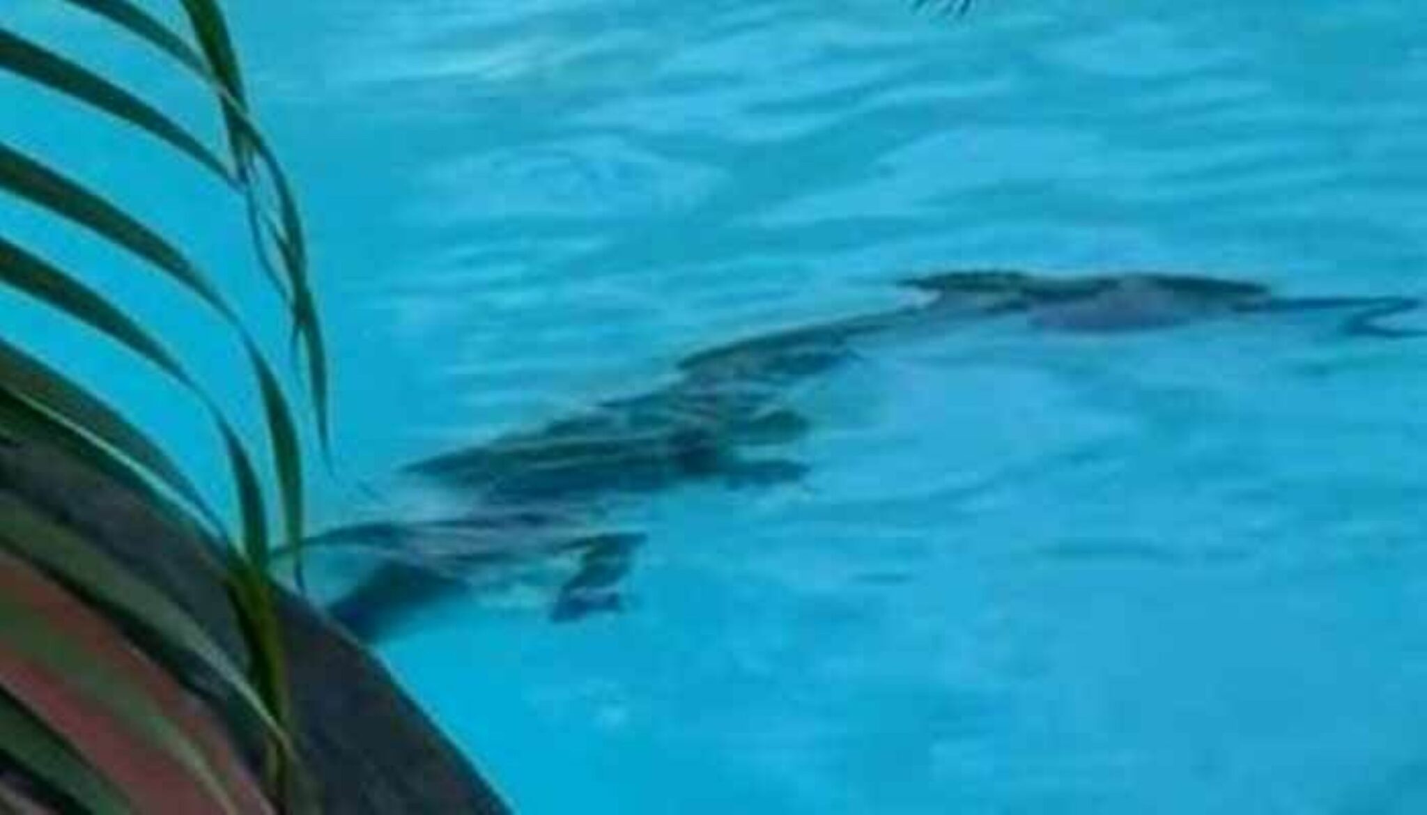Buaya ‘berendam’ dalam kolam hotel mewah