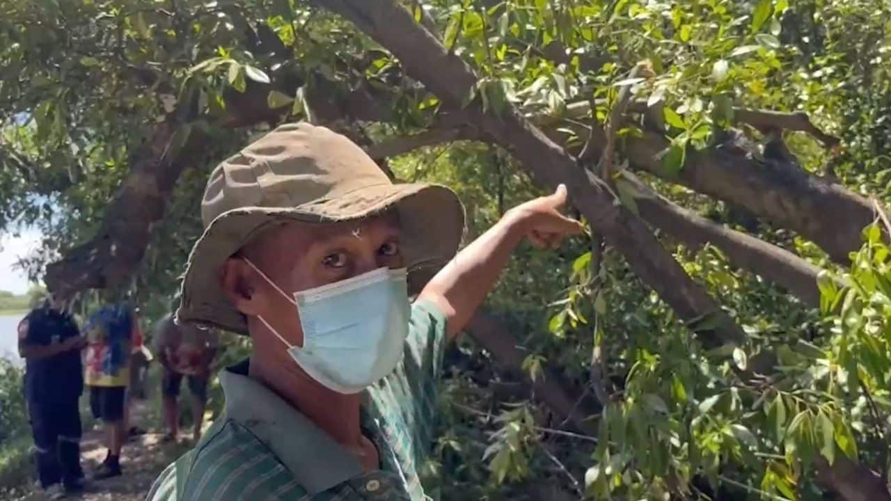 Lelaki mati digigit semut ketika pangkas pokok