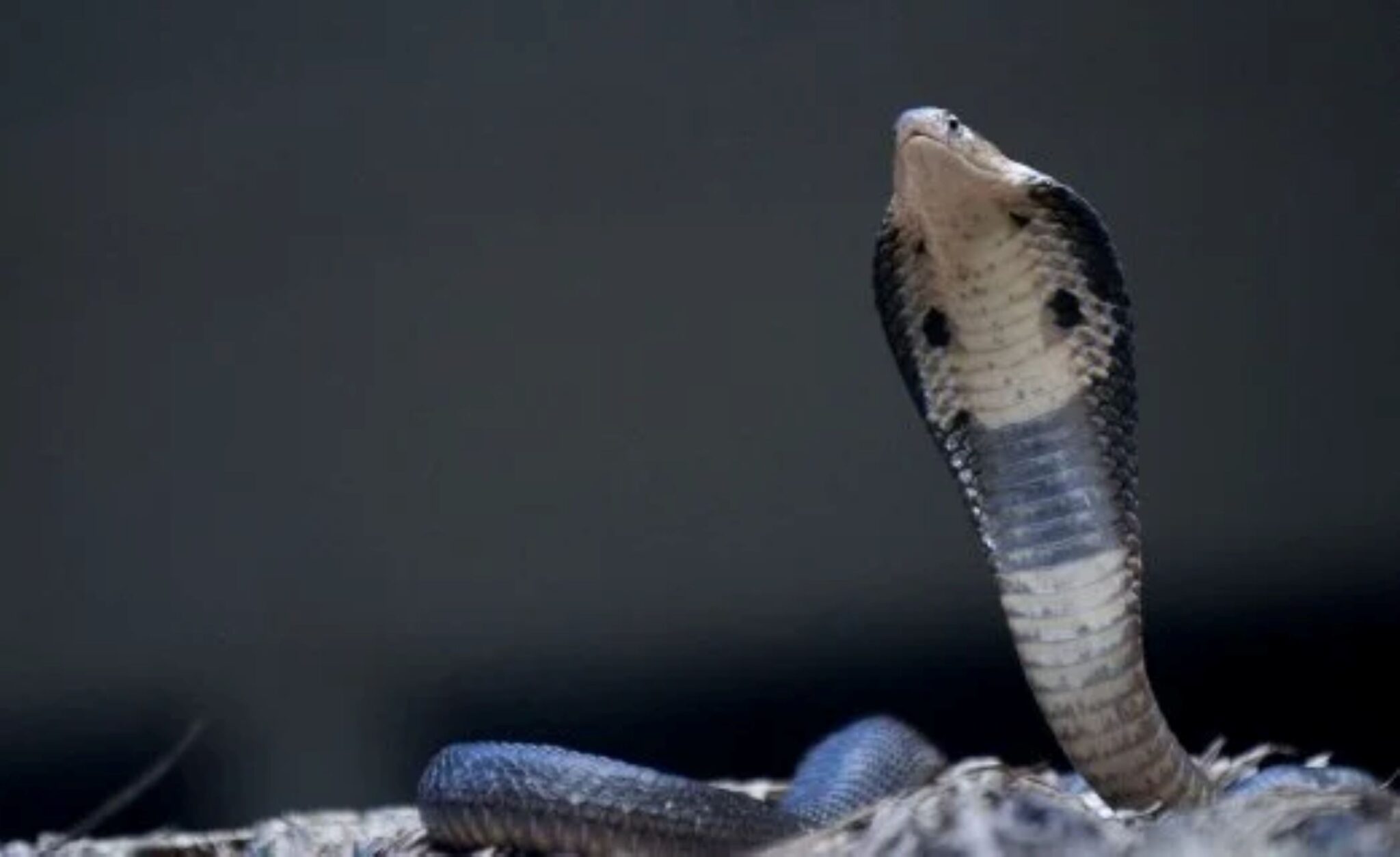 Nenek 93 tahun dipatuk ‘king cobra’ ketika baring atas katil