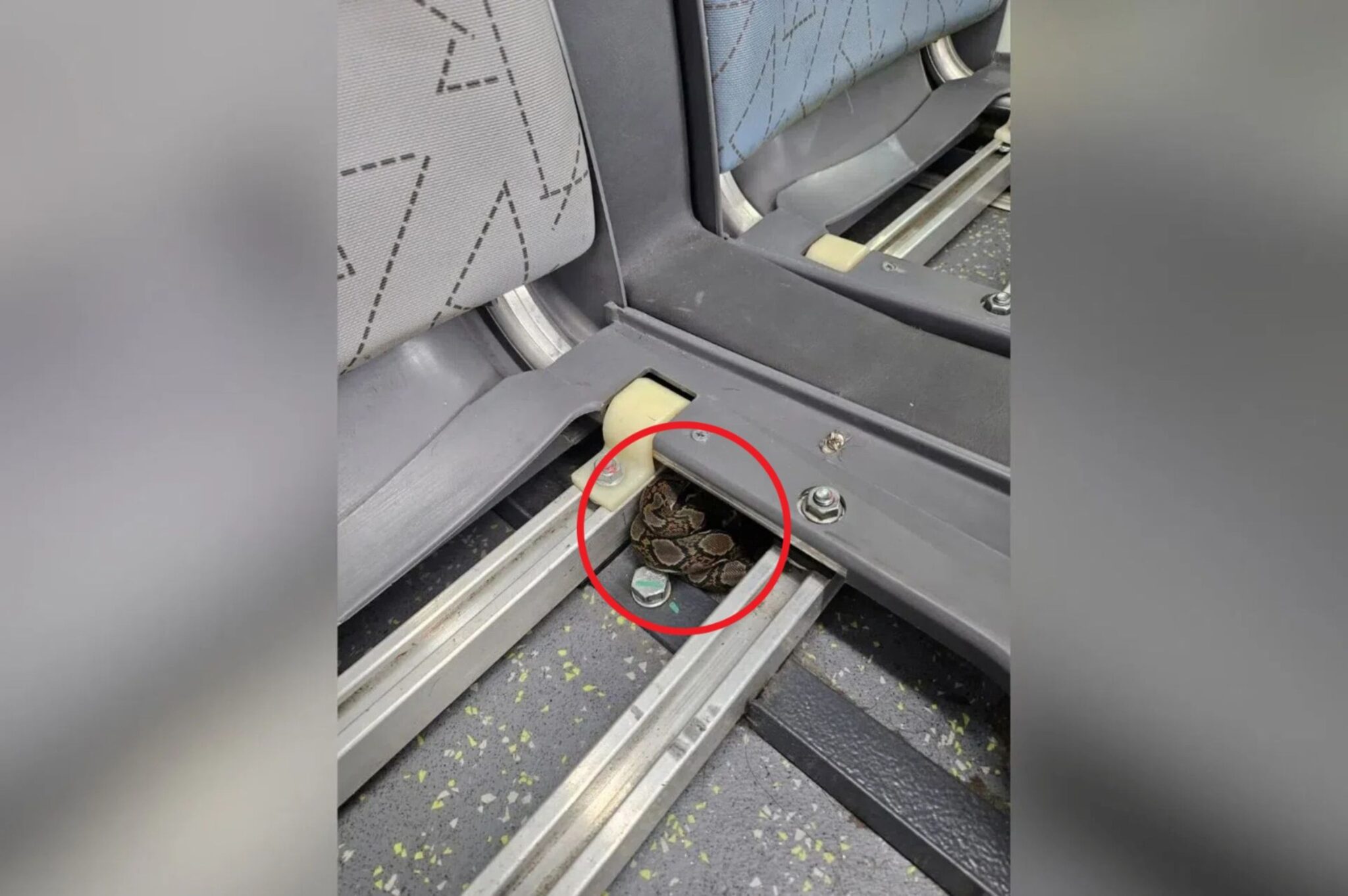 10 penumpang tukar bas selepas lihat ular berlingkar