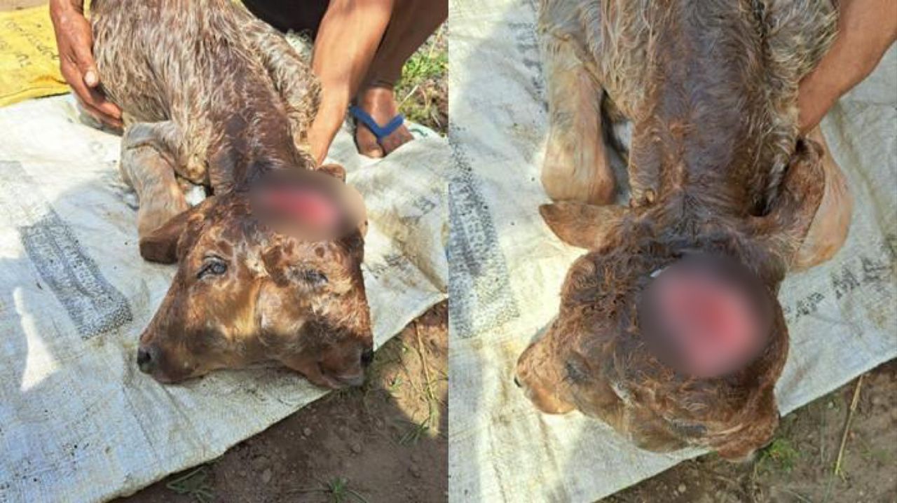 Penduduk serbu rumah, mahu lihat anak lembu kepala dua