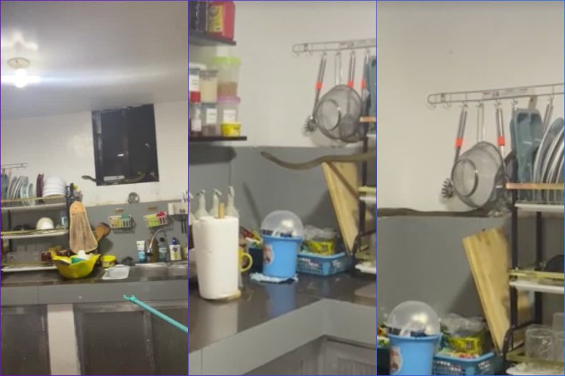 Ular tedung menyusup dalam dapur