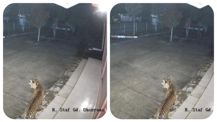 Harimau berkeliaran di pejabat agensi kerajaan