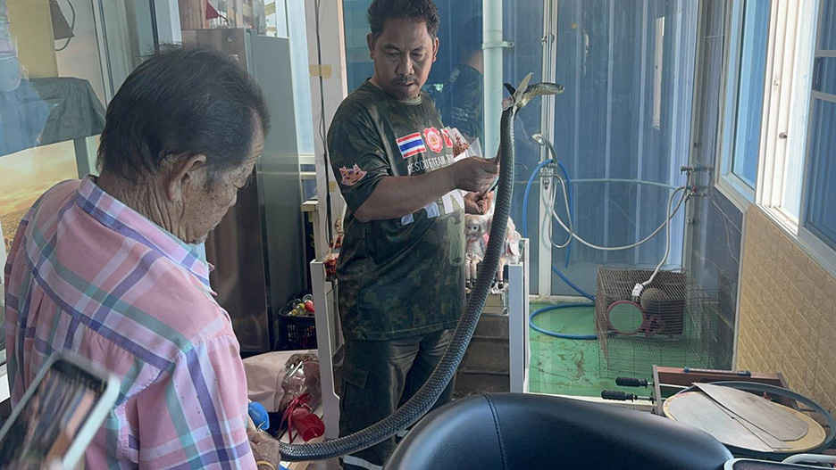 Sempat telefon nenek sebelum maut dipatuk ‘king cobra’