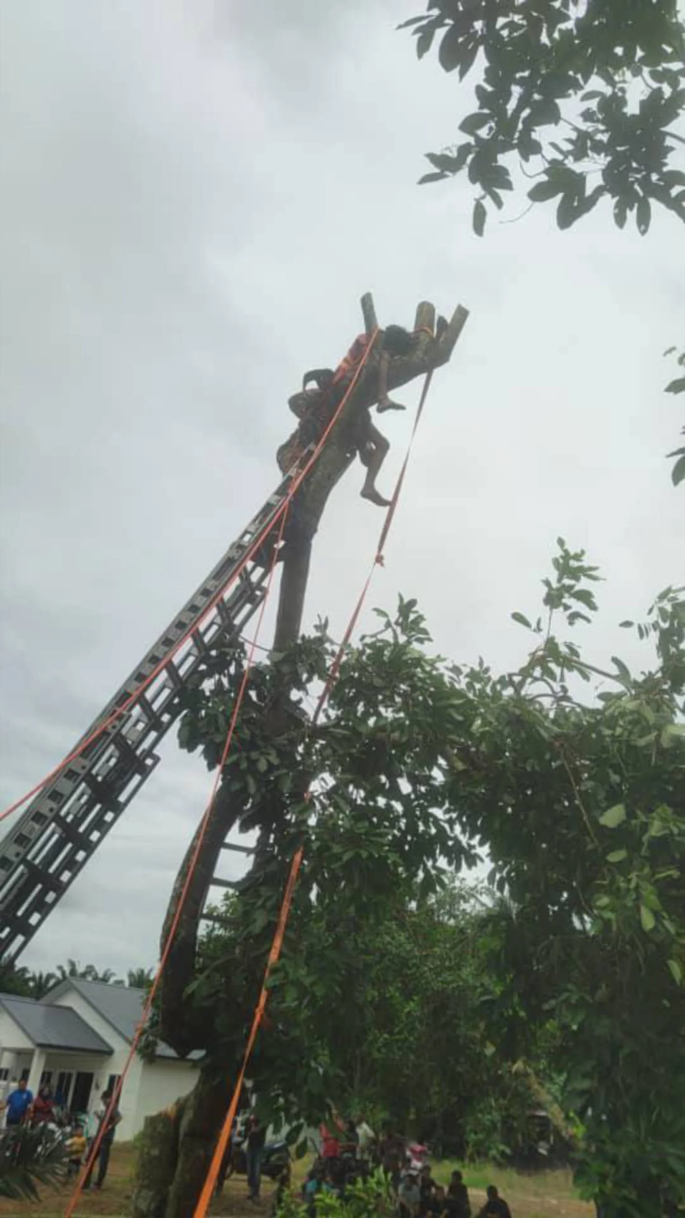 Firemen rescue man trapped by fallen rambutan tree branch