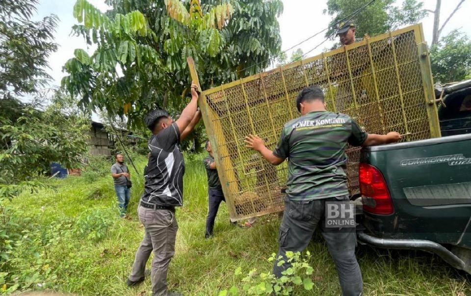Beruang rosak tanaman, ternakan madu kelulut