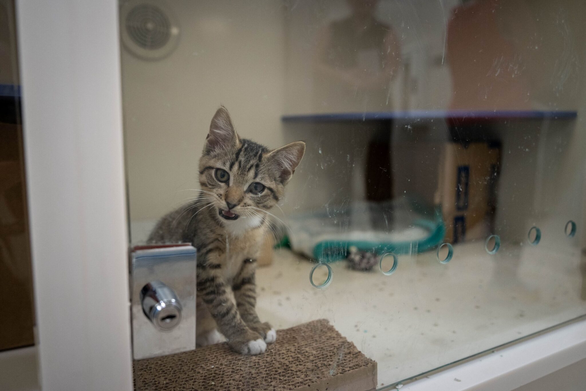 Lelaki disyaki letak anak kucing dalam ‘microwave’