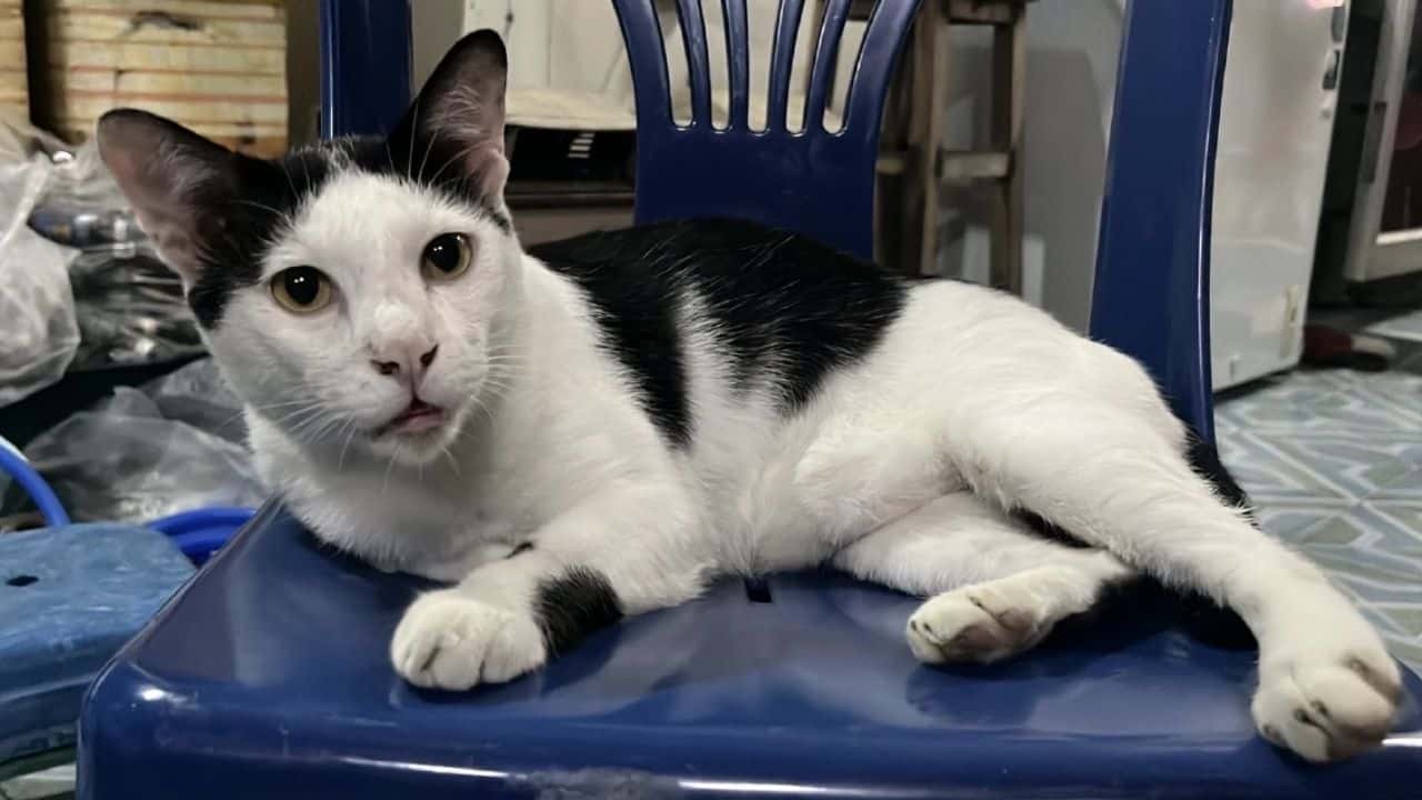 _Angkara kucing, sanggup acu senjata pada jiran