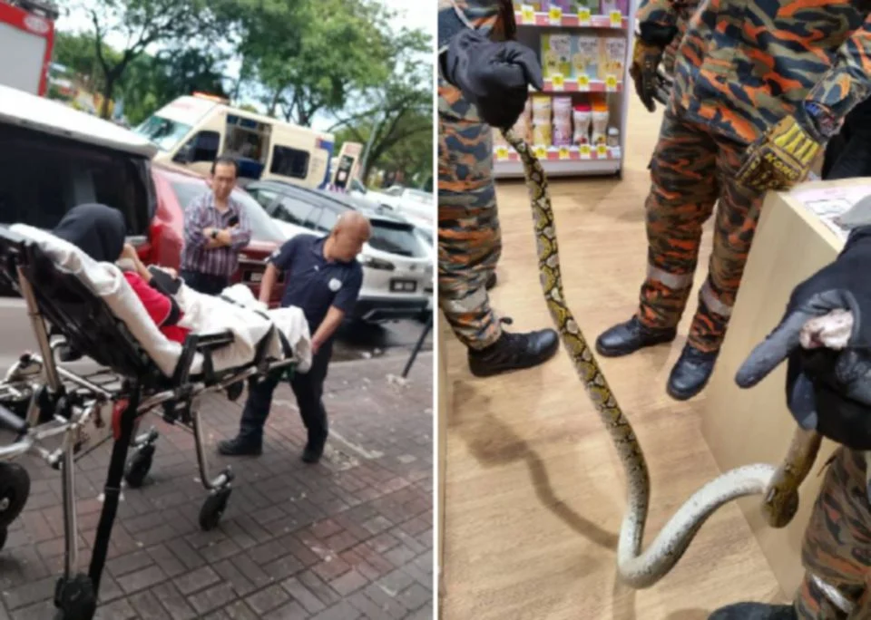 Pekerja farmasi digigit ular sawa ketika guna tandas