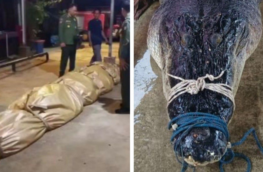 Jumpa cebisan TV, pisau dalam perut buaya