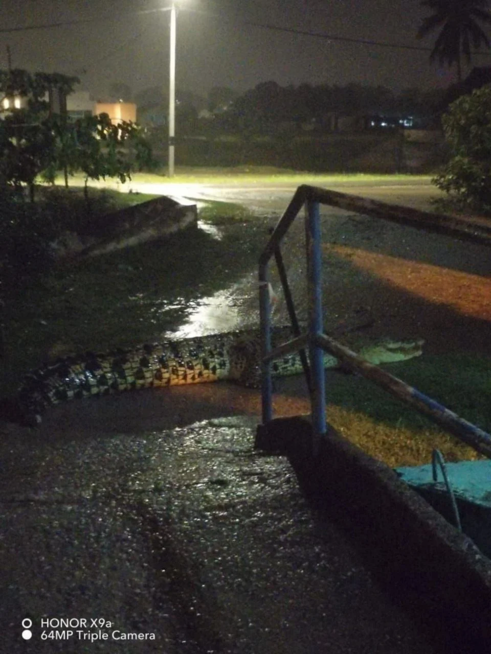 Suami isteri nyaris langgar buaya melintang jalan