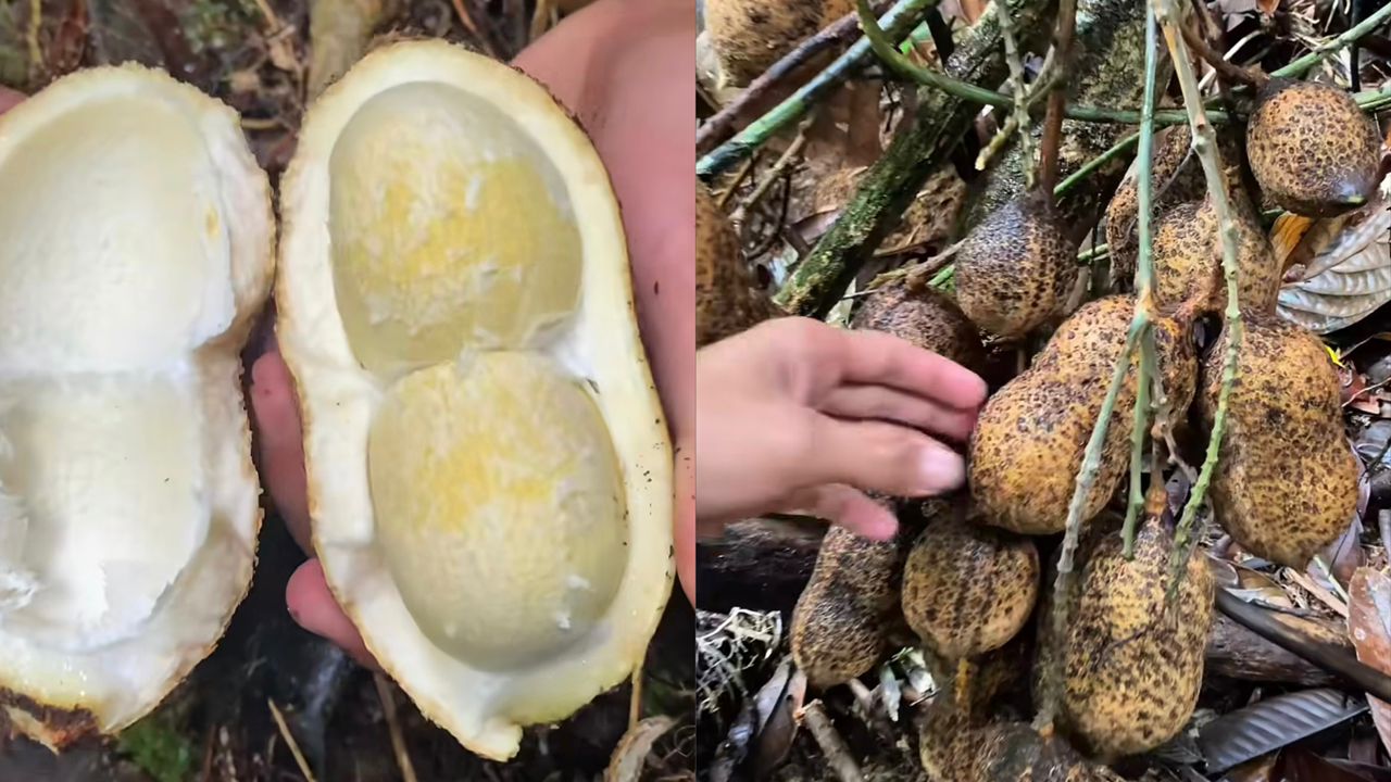 Lelaki jumpa kacang tanah sebesar tapak tangan