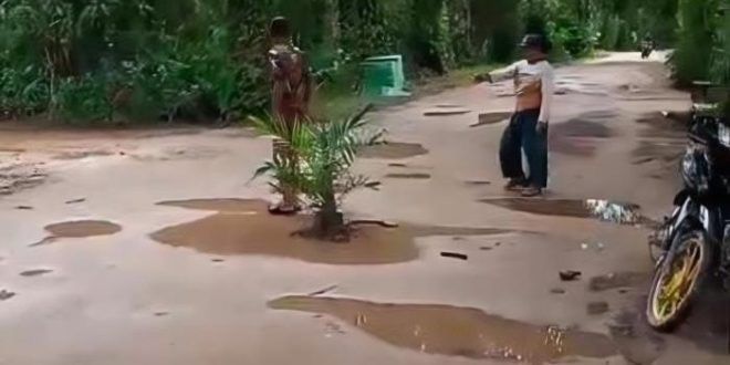 Penduduk tanam pokok kelapa sawit di tengah jalan