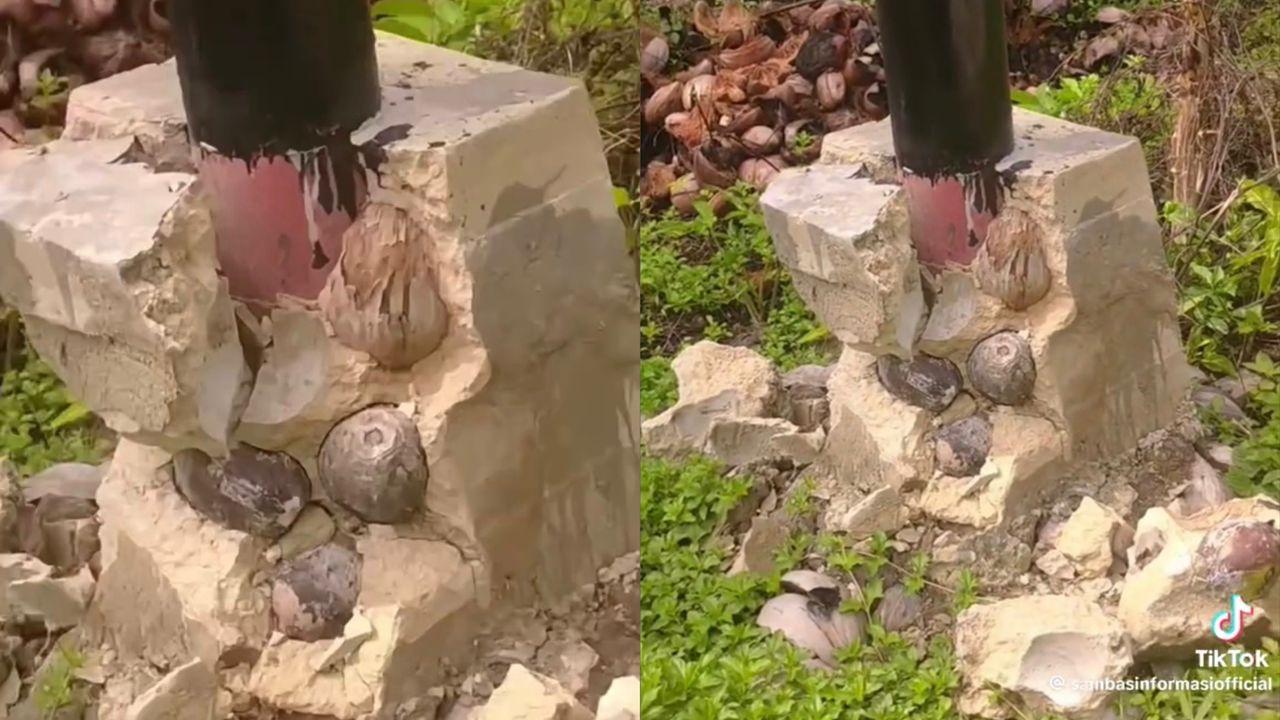 Buah kelapa punca tiang elektrik tumbang