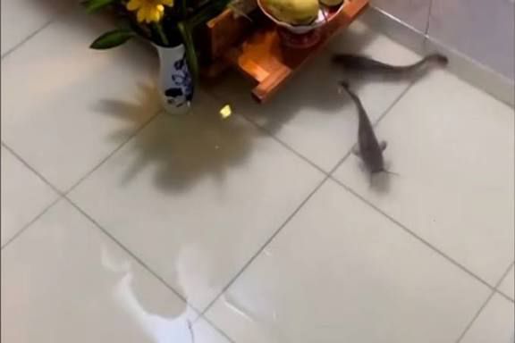 Ikan keli ‘menyerah’ masuk rumah