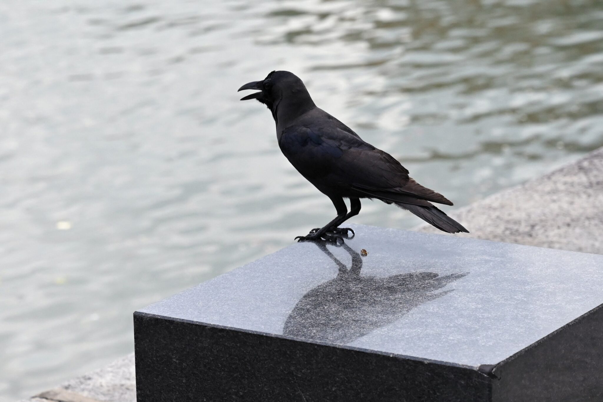 Warga emas bebaskan burung gagak berdepan penjara 10 tahun
