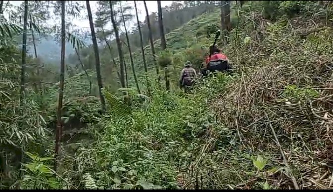 Bunyi misteri dari hutan resahkan penduduk