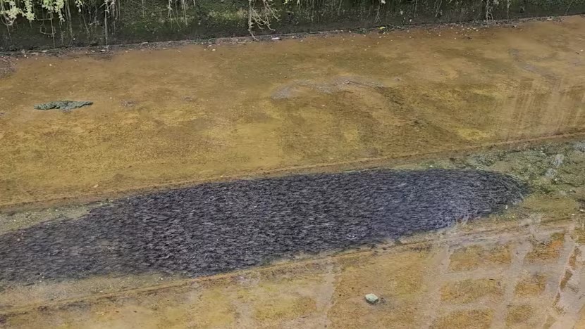 Objek hitam besar rupanya ribuan ikan belukang